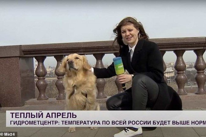 Ao vivo, cachorro arranca microfone da mão de repórter e sai correndo;Vídeo