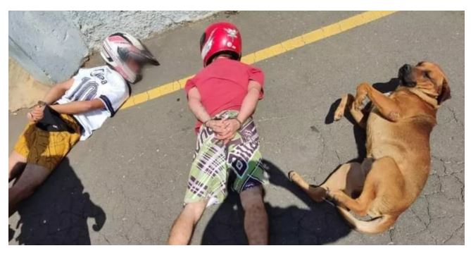Cachorro surpreende ao deitar ao lado de suspeitos em abordagem policial