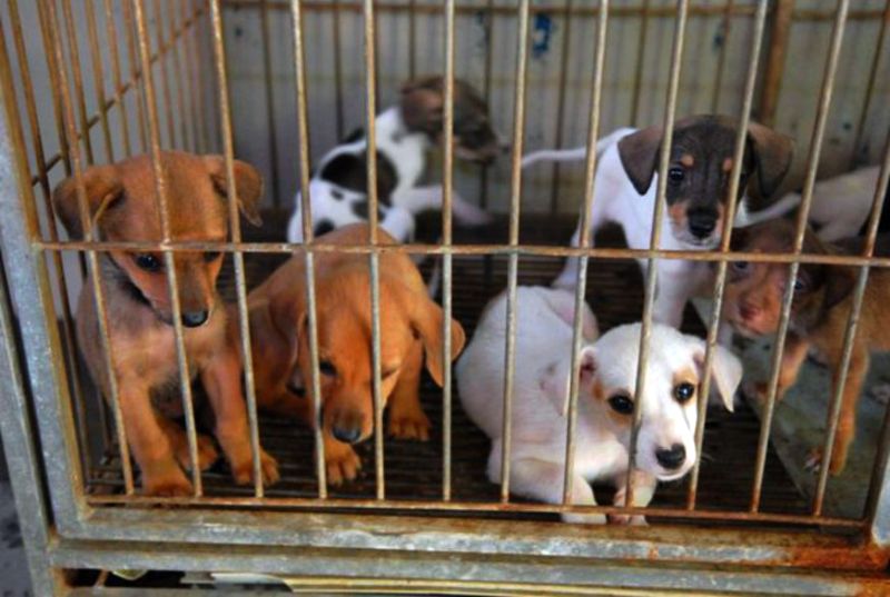 Zoonose ganha centro de tratamento em Apuí por R$ 460 mil