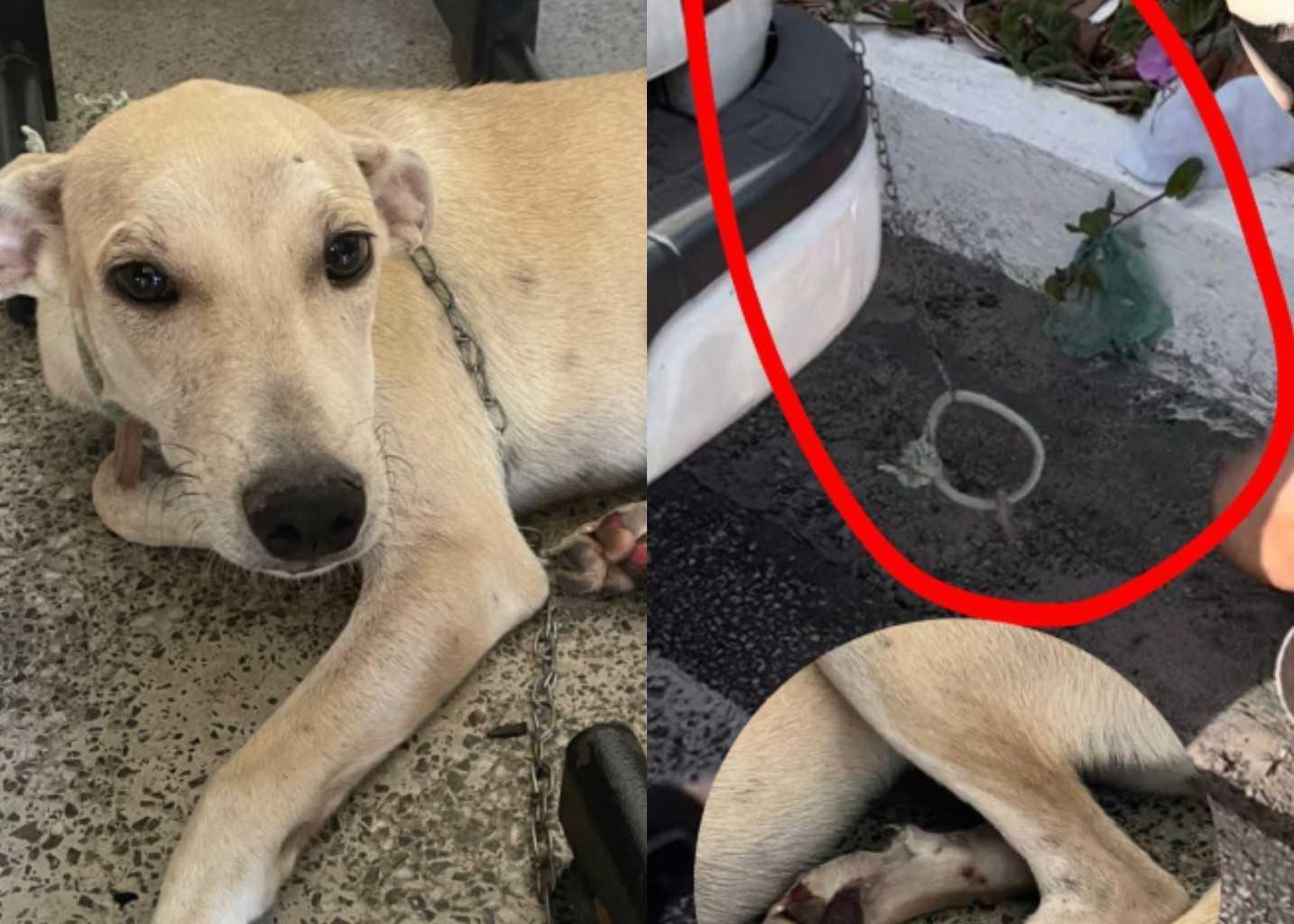 Homem é preso por amarrar cadela em carro e arrastar animal no asfalto quente