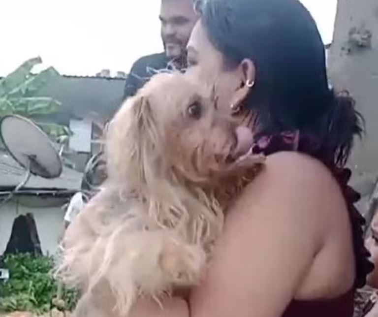 Cadela é resgatada após passar 2 horas sob escombros de casa no Petrópolis