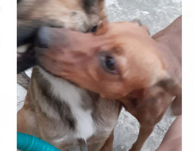 Família pede ajuda para encontrar cadelinha Elisabeth desaparecida em Manaus