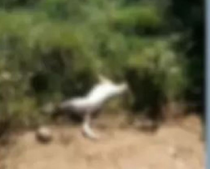 Idoso suspeito de amarrar cachorro em carro e arrastá-lo até a morte é preso