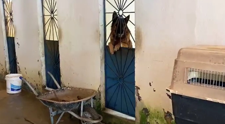Mais de 30 cães que sofriam maus-tratos são resgatados de canil em Manaus