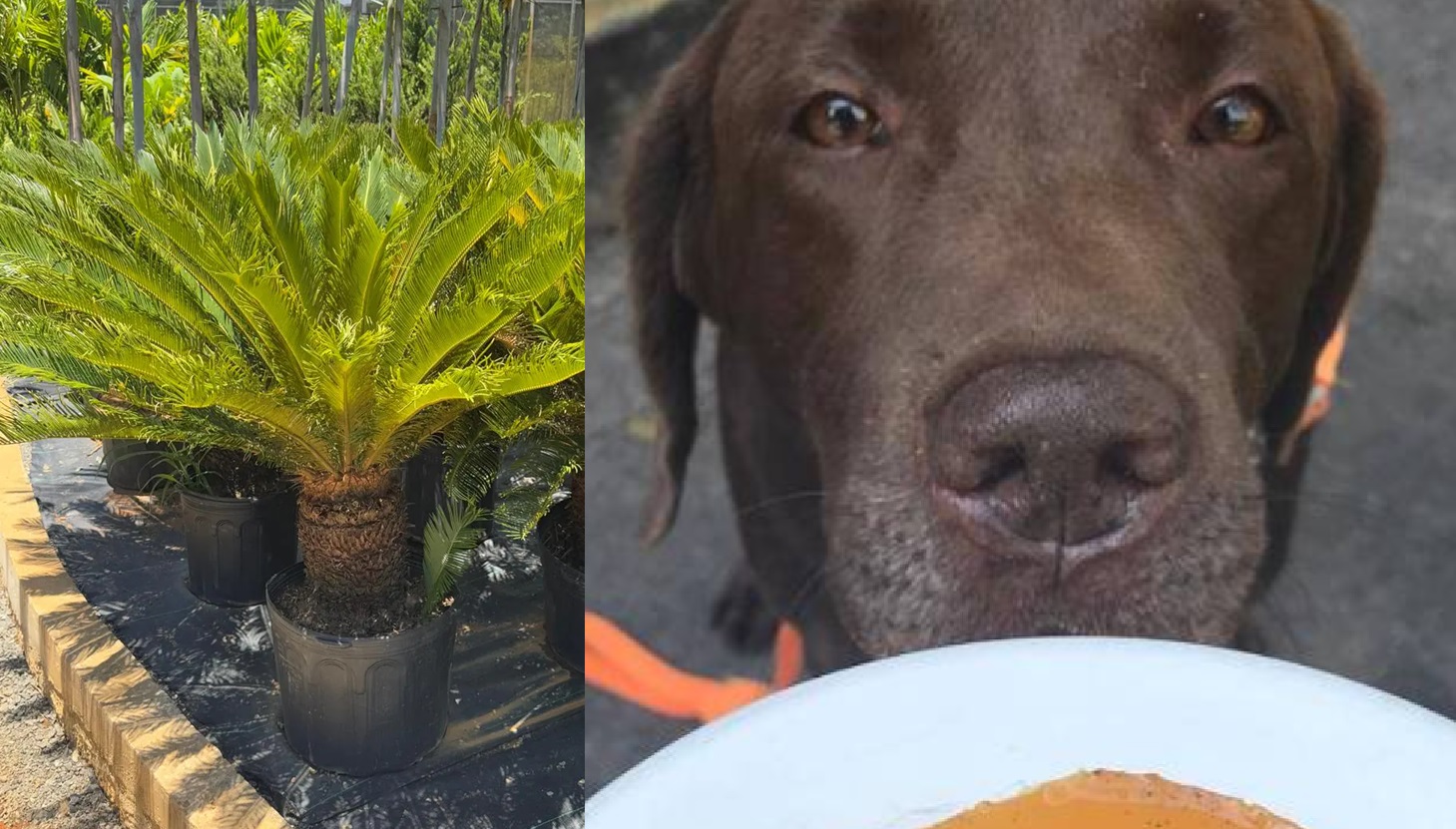 Como a morte do labrador Pudim acende alerta para plantas tóxicas espalhadas por SP