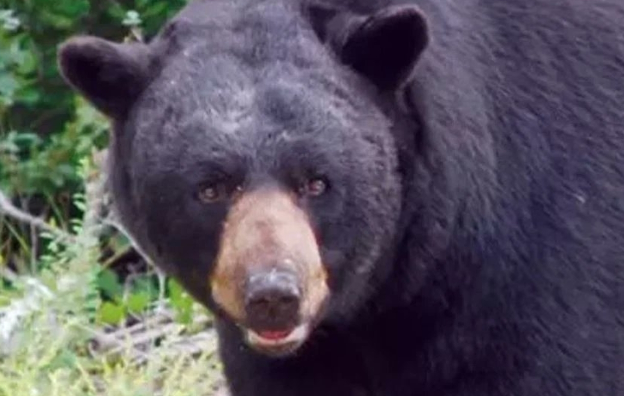 Urso mata idoso de 89 anos e seu cachorro em ataque inédito na Flórida