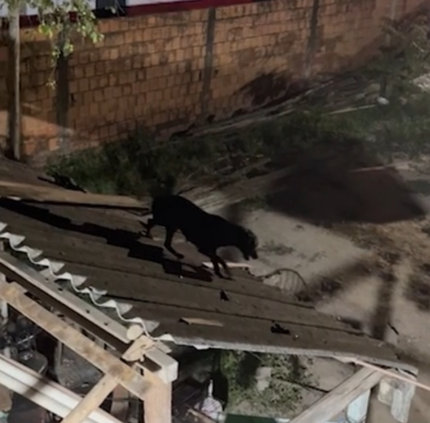 Cadela é resgatada após passar mais de 2 horas presa em telhado em Parintins