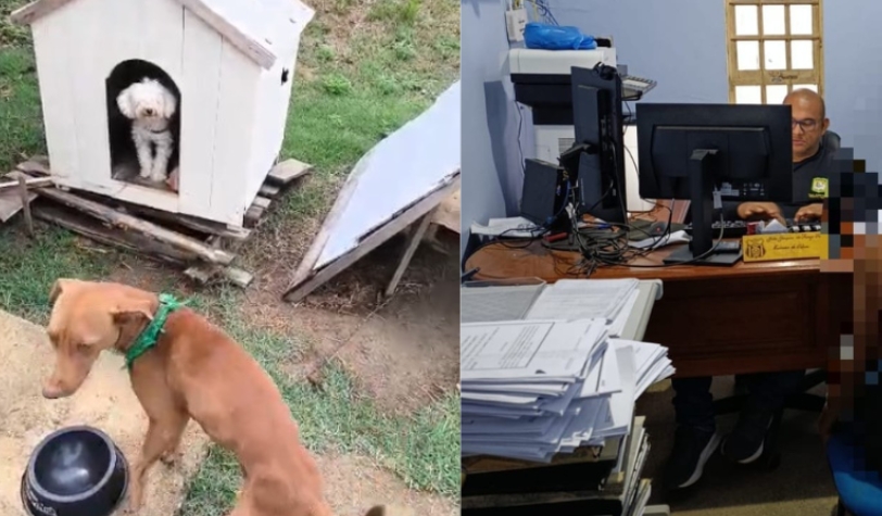 Cães salvam menina de 10 anos de tentativa de estupro no Amazonas
