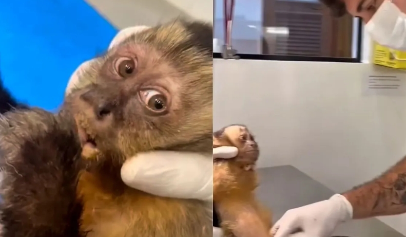 Macaca é baleada na zona Sul do Rio e corre risco de ficar paraplégica