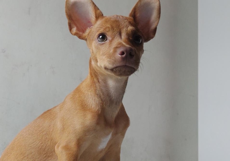 Família paga recompensa para quem encontrar cachorro perdido na Cidade Nova