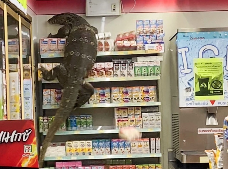 Vídeo: Lagarto venenoso gigante invade supermercado e aterroriza clientes
