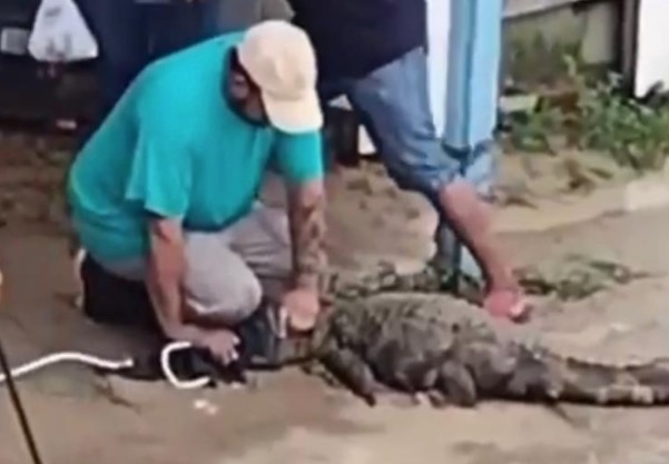Vídeo: Jacaré aparece após forte chuva e assusta moradores em Manaus
