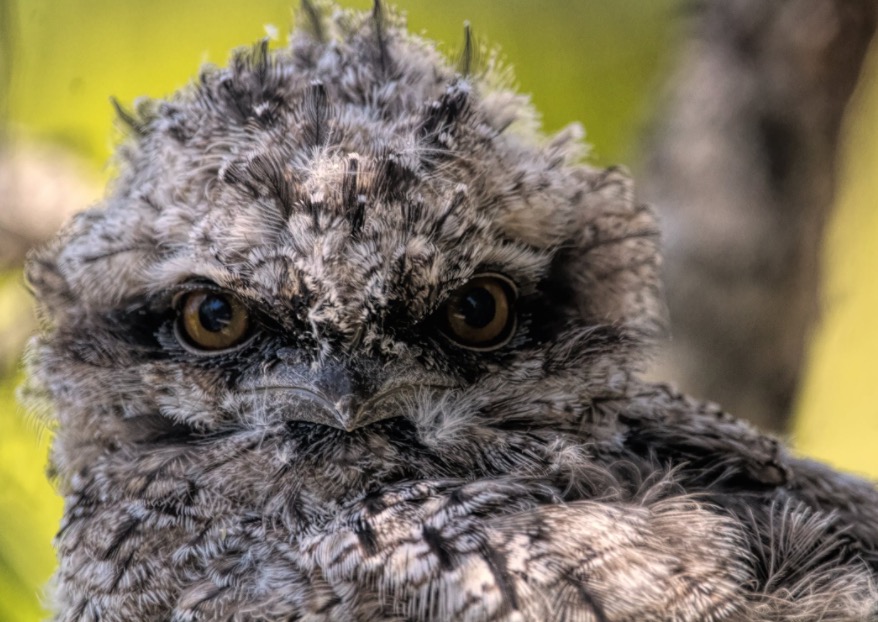 Pássaro com aparência estranha faz sucesso nas redes sociais 