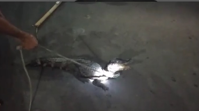 Jacaré é flagrado em passeio de moto em Manaus; veja vídeo