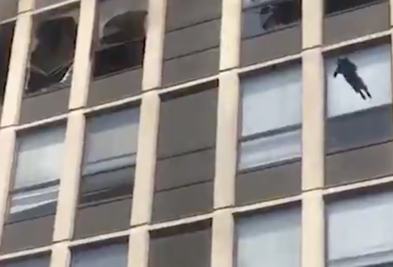 Gata pula do 5º andar de prédio para fugir de incêndio e sai ilesa; vídeo