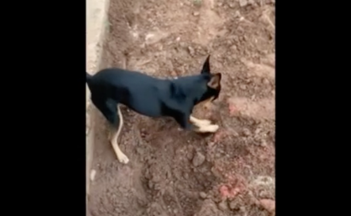 Vídeo: Pinscher de traficante mostra a policiais local de droga enterrada