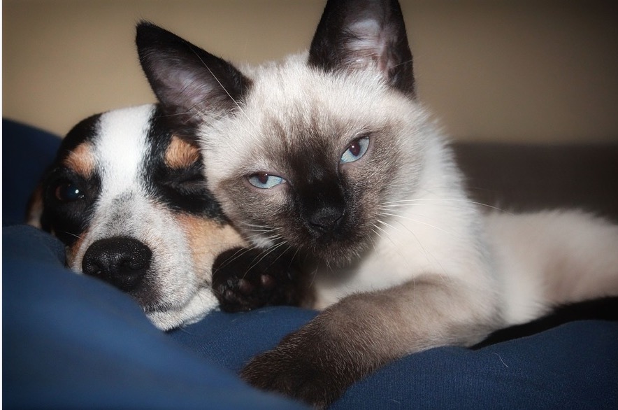 Cartórios do Amazonas passam a emitir certidões para animais de estimação