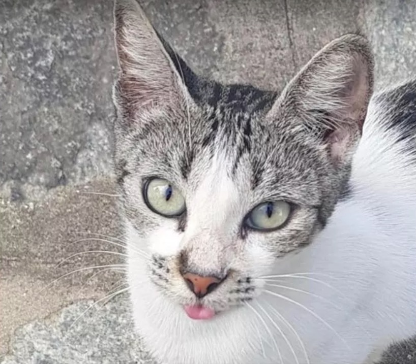 Mais de 20 gatos entram na Justiça contra condomínio