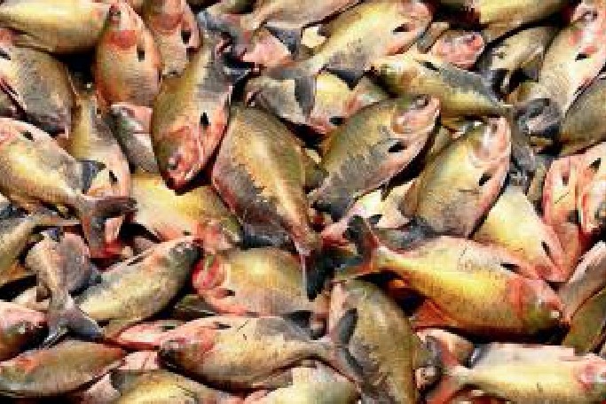 Especialistas afirmam que peixes de viveiro são seguros após rabdomiólise