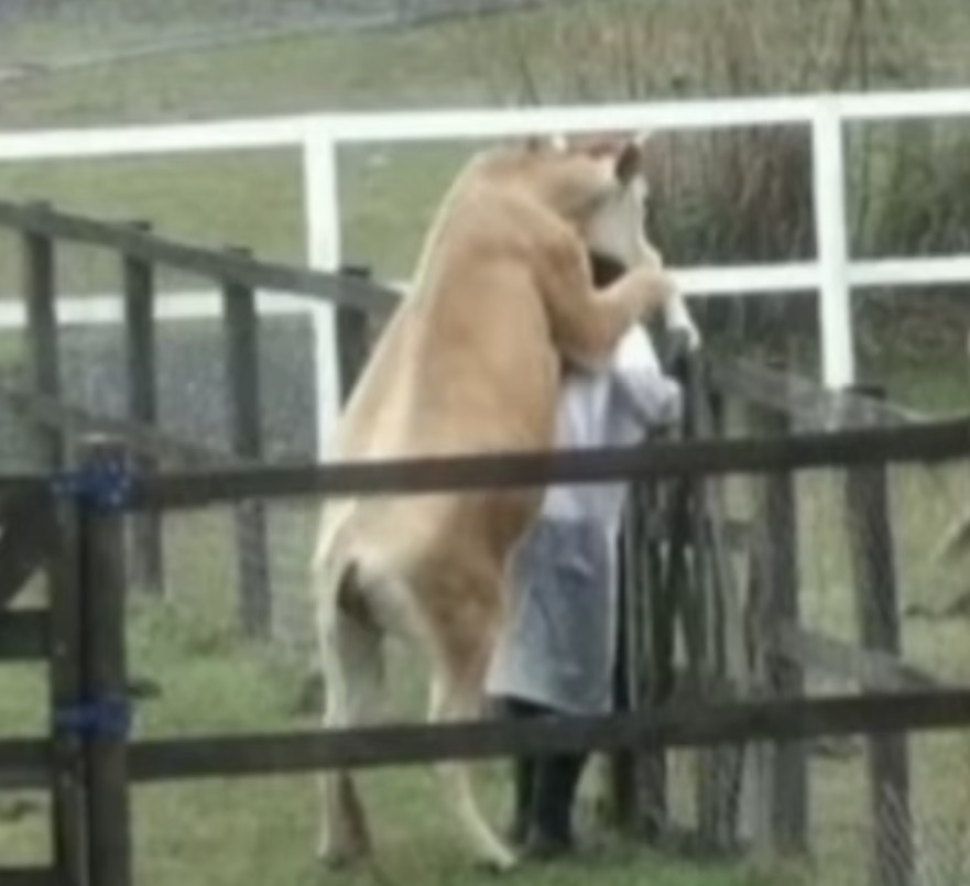 A Fazenda 13: Vaca ‘monta’ em Nego do Borel e cena bomba na internet