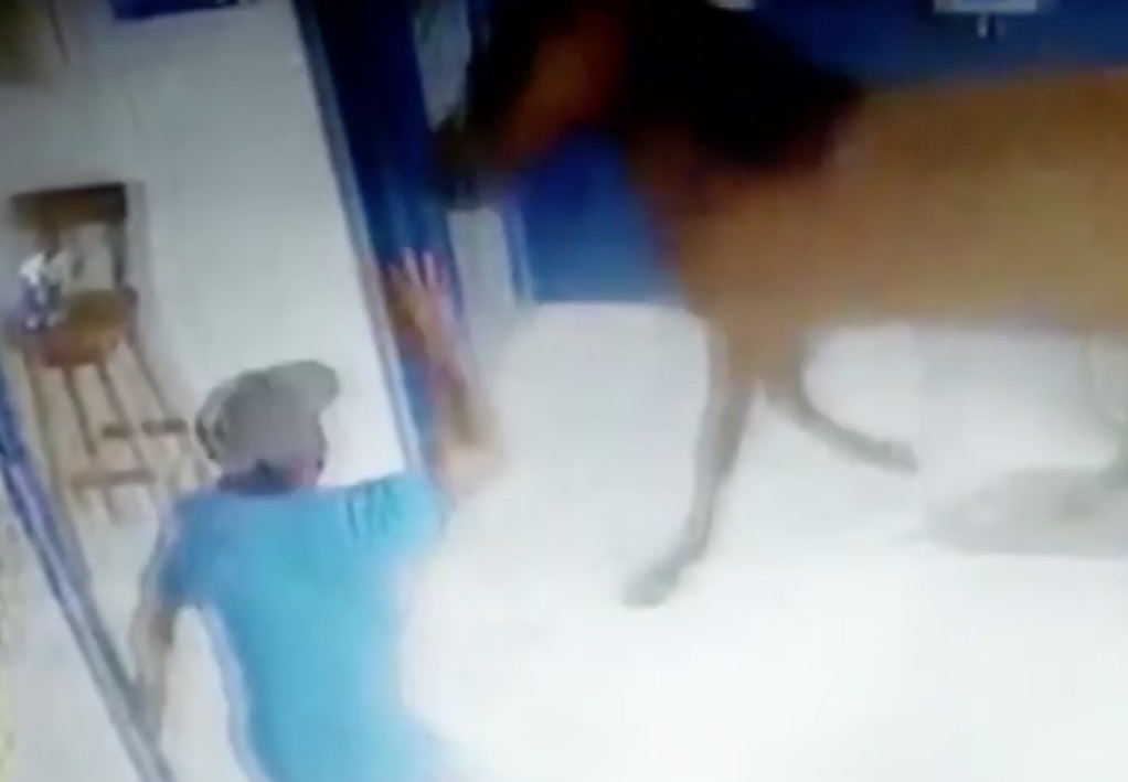 Vídeo: Cavalos invadem loteria e assustam clientes no Amazonas