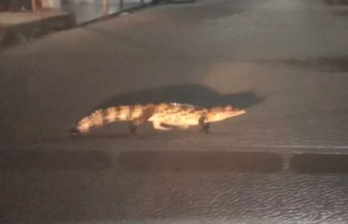 Jacaré é flagrado atravessando rua na calada da noite em Manaus; Vídeo  