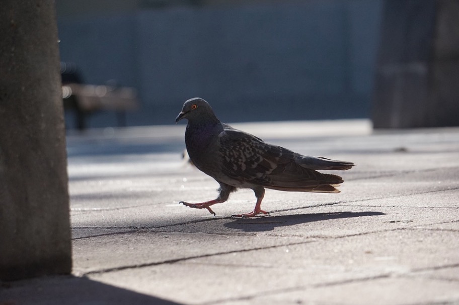 Pombo preso em fio de alta tensão é salvo por drone com uma faca