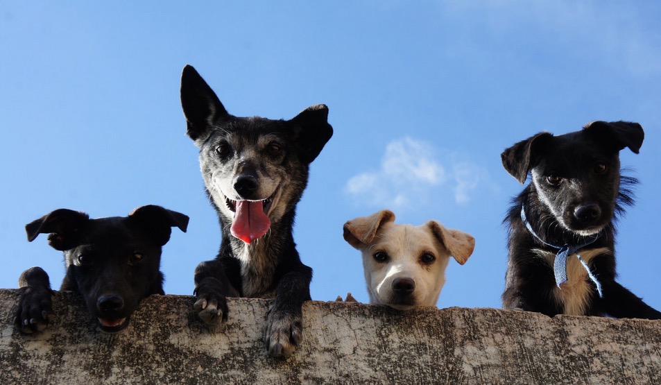 Outubro Rosa: Medicamentos manipulados ajudam no tratamento do câncer em pets