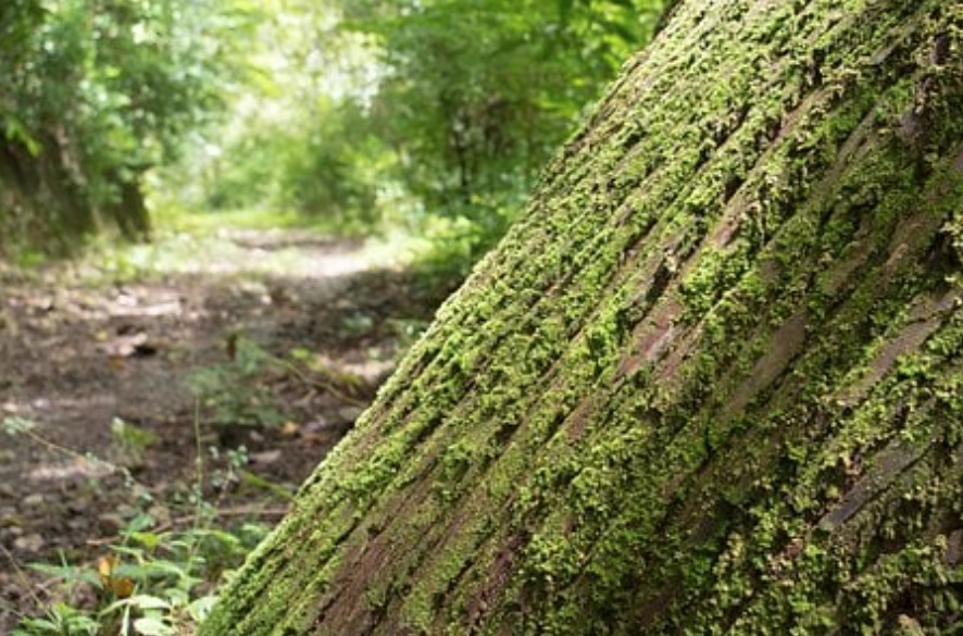 Ladrão faz arrastão e prende visitantes do Musa em sala de serpentes em Manaus
