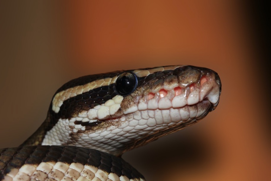 Vídeo mostra Cobra-rei e Píton em luta mortal por sobrevivência; veja