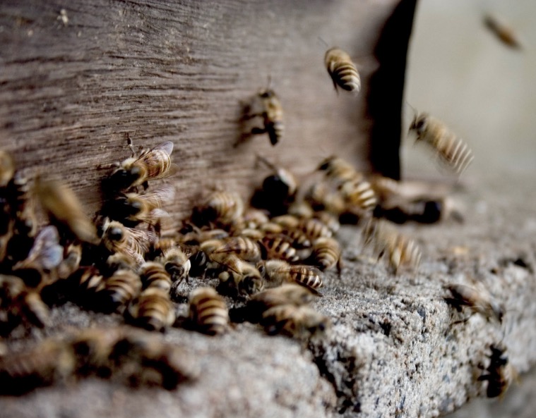 Especialista explica como extrato de própolis ajuda a fortalecer a imunidade