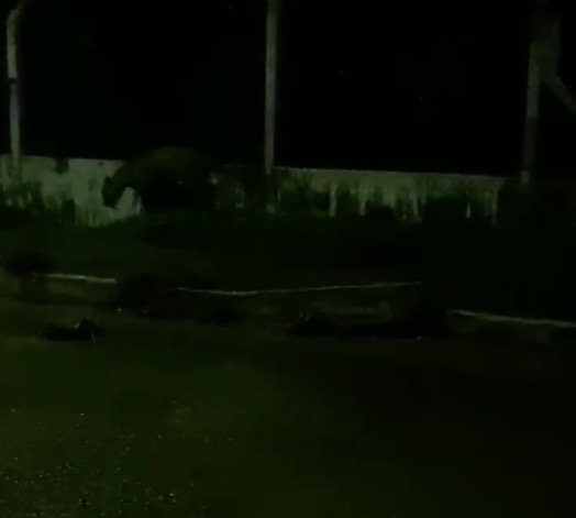 Vídeo: Morador flagra onça em estrada de aeroporto de Tefé após forte chuva