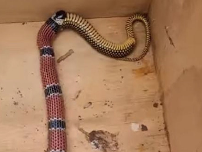 Vídeo impressionante mostra cobra vomitando outra cobra