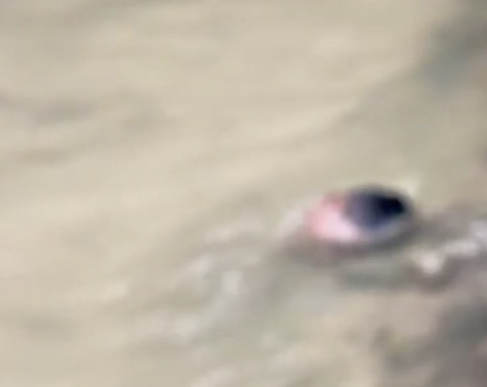 Decapitado, corpo de jovem é encontrado em córrego de Manaus