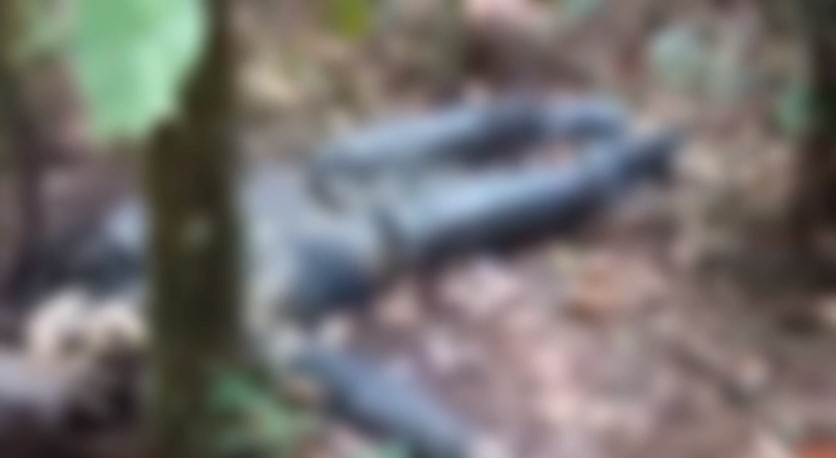 Corpo de desaparecido é encontrado em decomposição em ramal de Manaus; vídeo