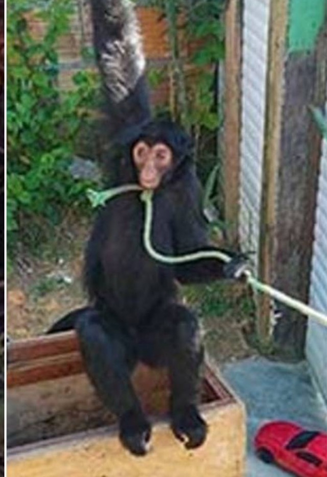 Amarrado pelo pescoço, macaco é resgatado de cativeiro em Manaus