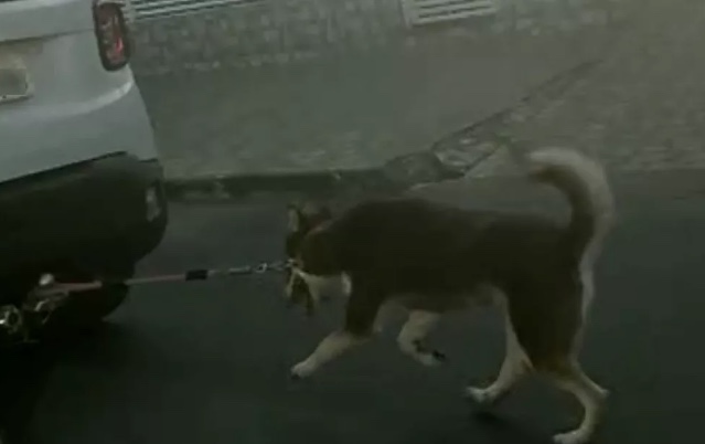 Vídeo: Cachorro é obrigado a correr amarrado em carro para não ser arrastado