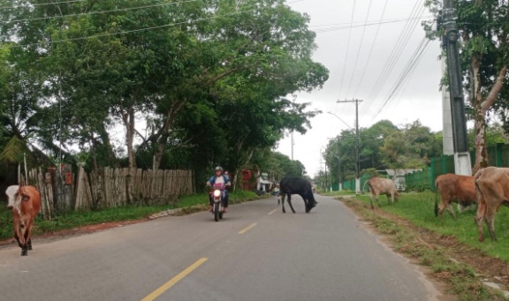 Animais na rua serão apreendidos em Parintins; Entenda 