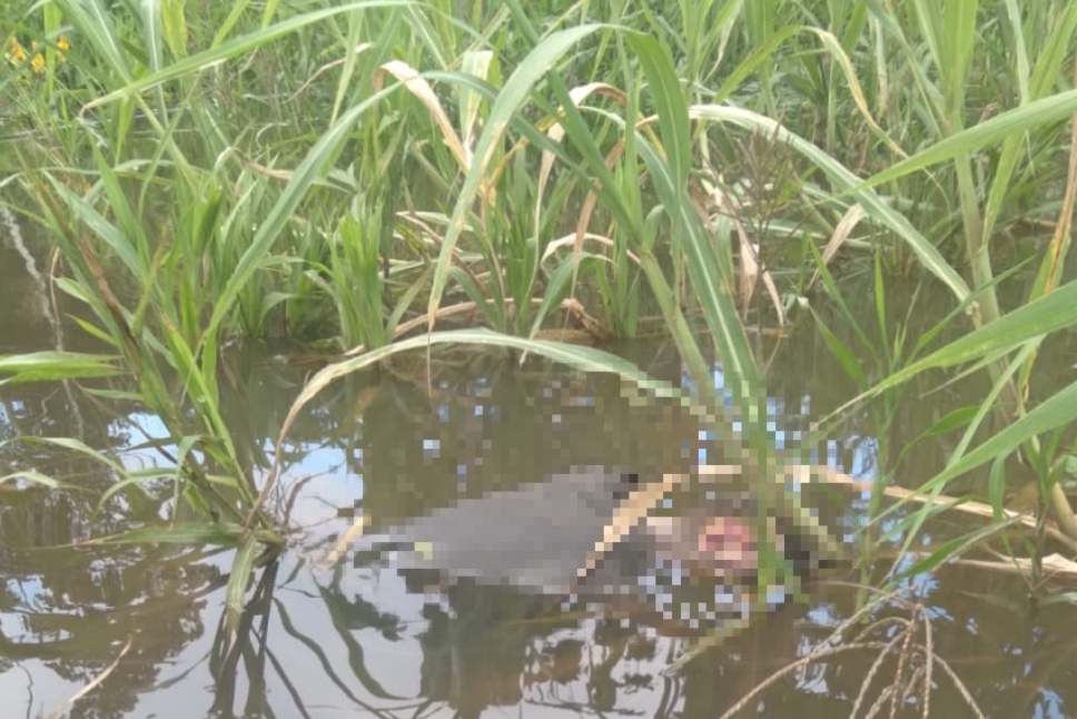 Pescadores encontram corpo com cabeça dilacerada em Iranduba