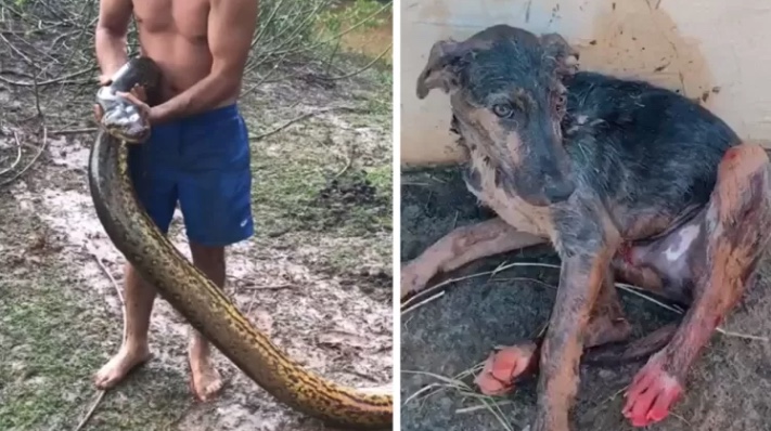 Trio arrisca a vida para salvar cão de ataque de sucuri de 7 metros