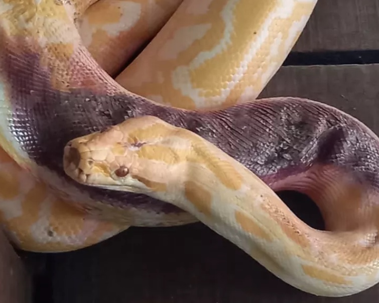 Píton é deixada em frente de zoo com garrafa de cachaça e bilhete 