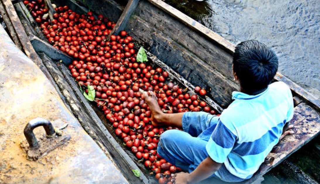 Frutos da Amazônia como açaí, tucumã e buriti são os mais pesquisados no País
