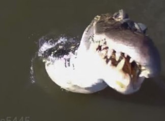 Vídeo impressionante mostra jacaré ‘saltando’ de rio e abocanhando drone de R$ 7 mil