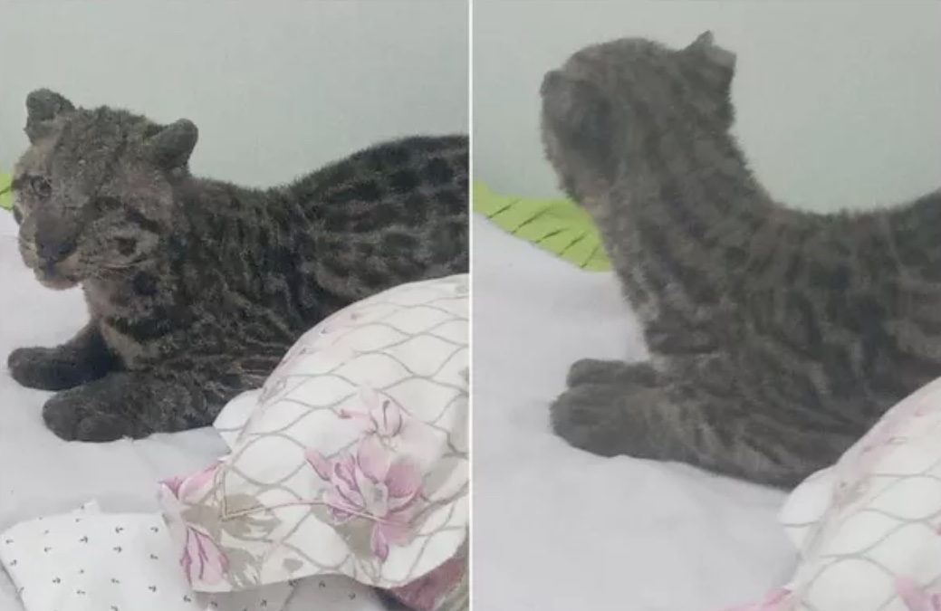 Susto: homem encontra jaguatirica na cama do filho após deixar janela aberta