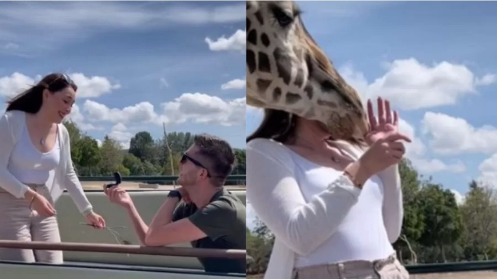 Girafa atrapalha pedido de casamento e manda noiva para hospital após cabeçada