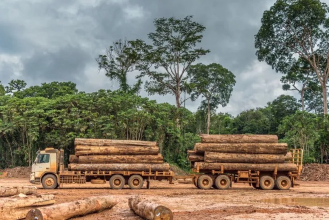 Exploração de madeira na Amazônia está concentrada em 2% das espécies, aponta estudo
