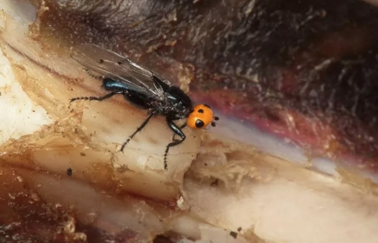 Moscas carnívoras são encontradas em parque após serem consideradas extintas