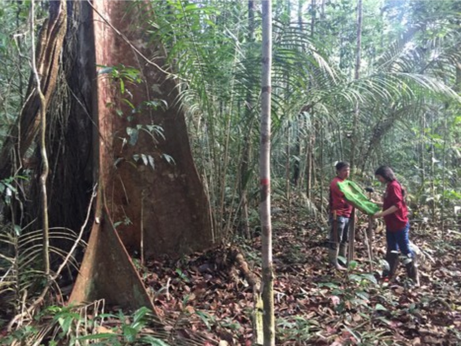 Falta de fósforo nos solos limita crescimento da floresta amazônica, revela estudo