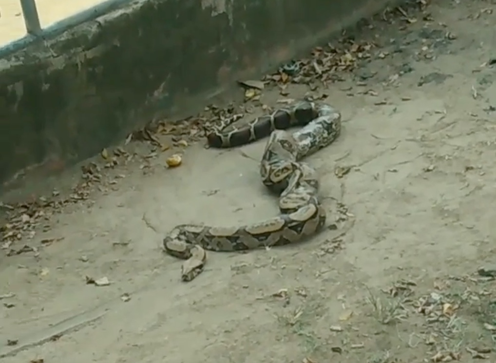 Jiboia aparece em campo de futebol e assusta moradores em Manaus; vídeo