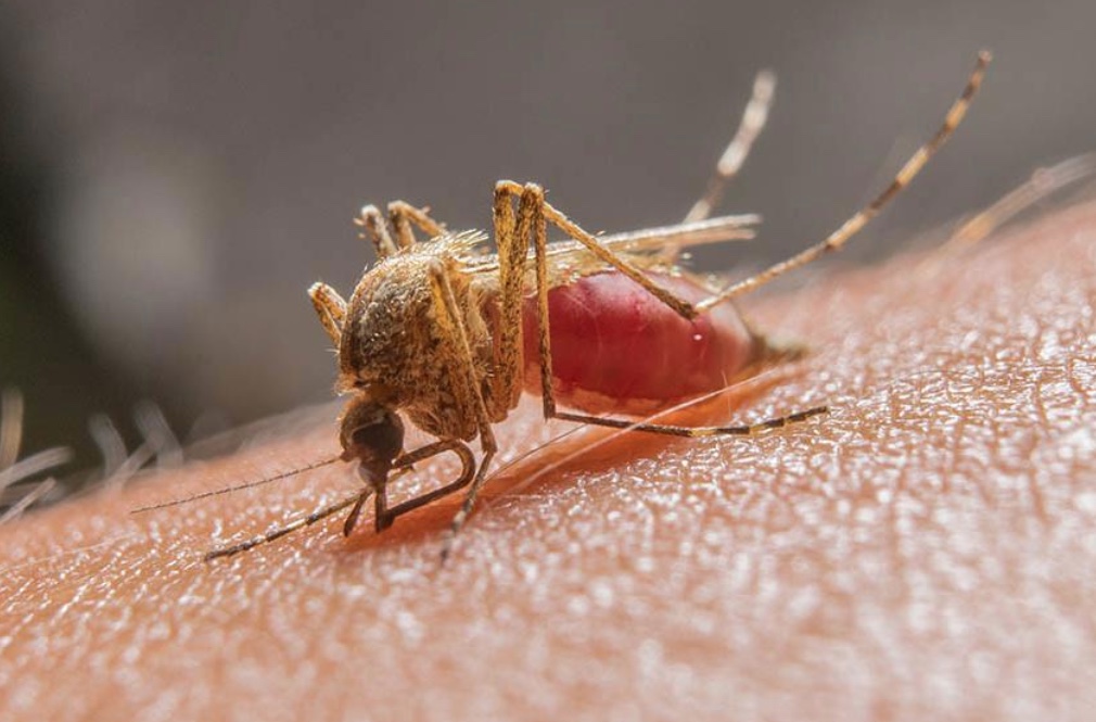 Casos de malária têm queda de 13% no Amazonas, mas população deve manter cuidados